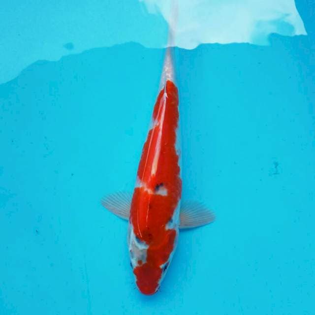 Ghosiki*25cm ori