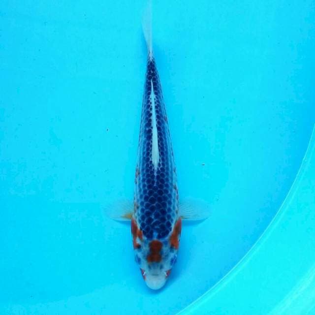 25cm asagi ciamix