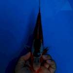 Red Dragon Hana Shusui 26 cm