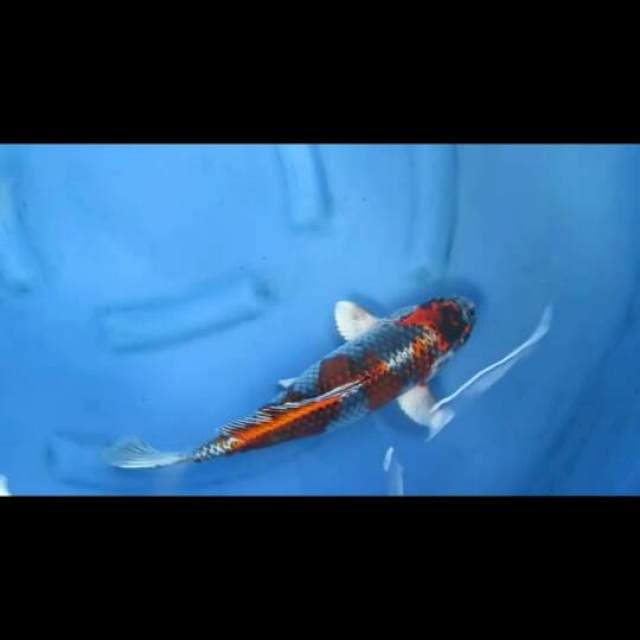 F1 Beni Ginga Koleksi - 38cm Female