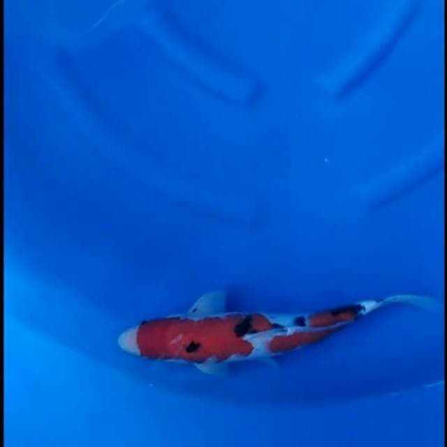 Sanke inazuma Hq 37cm male
