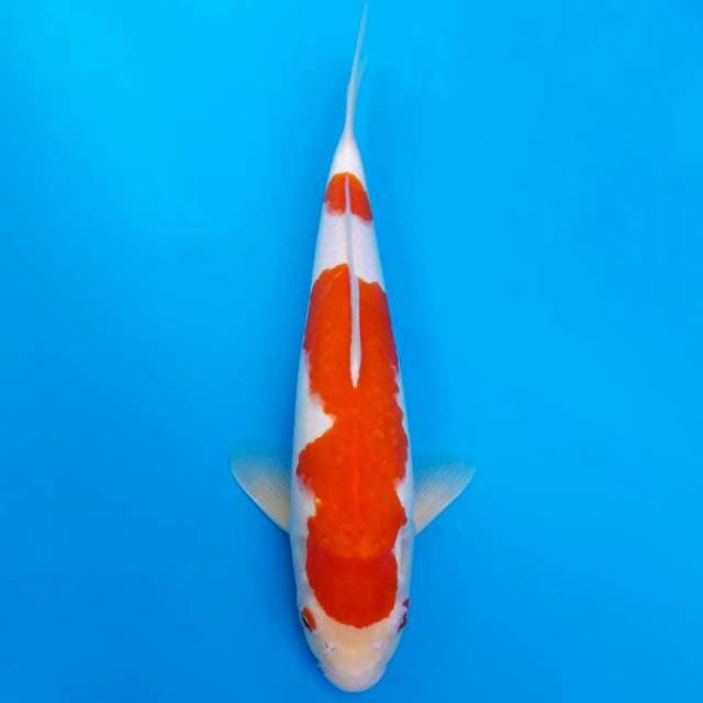 Kohaku nidan super