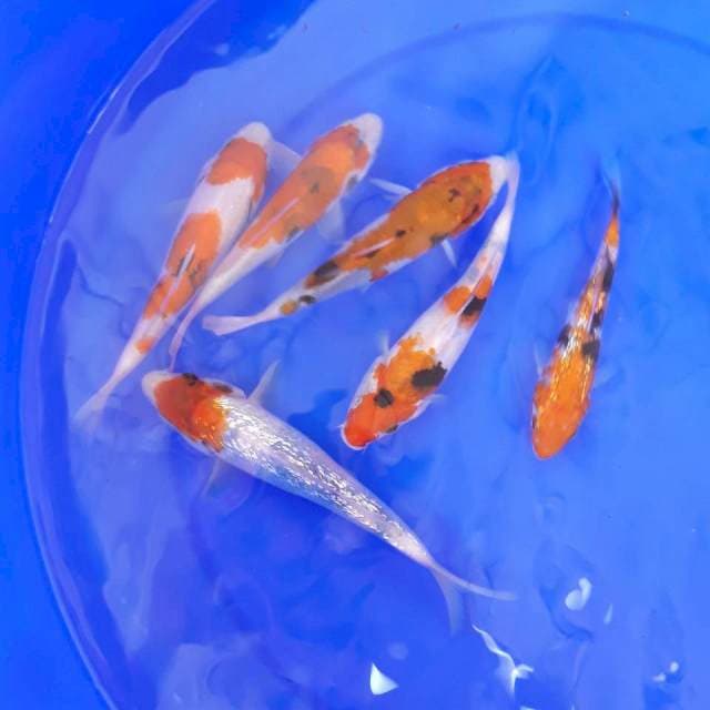 Koi mix 6ekor