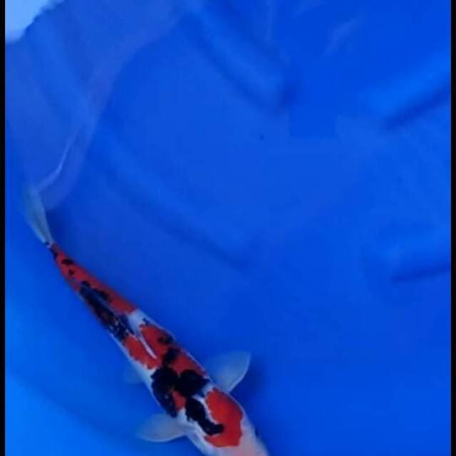 F1 sakai - red sanke male 36cm 