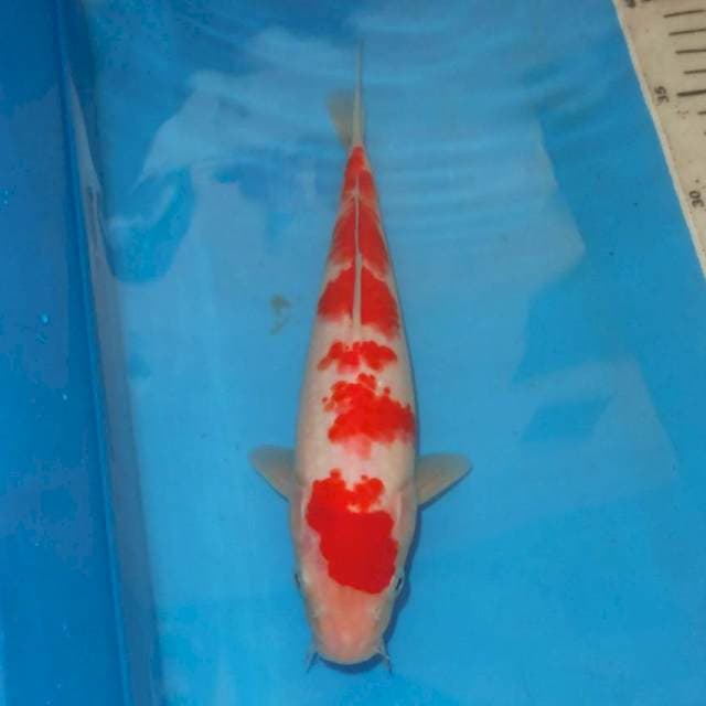 SAKURA KOHAKU 6STEP