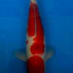 Kohaku 35cm