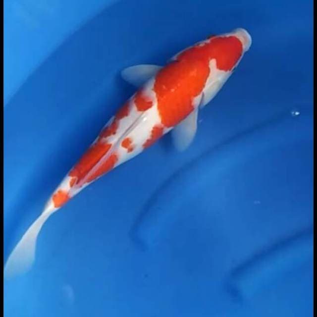 Kohaku jumbo tosai F1 ogata 42cm 