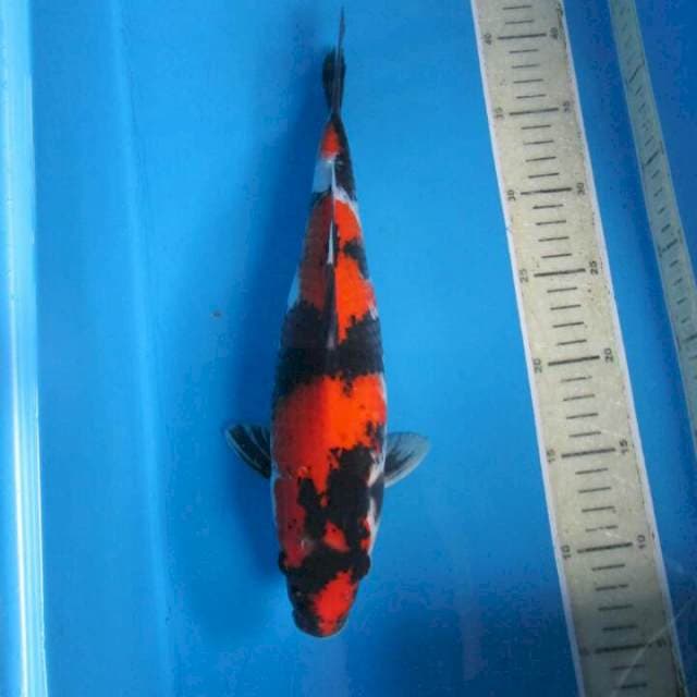 Sansoku35cm