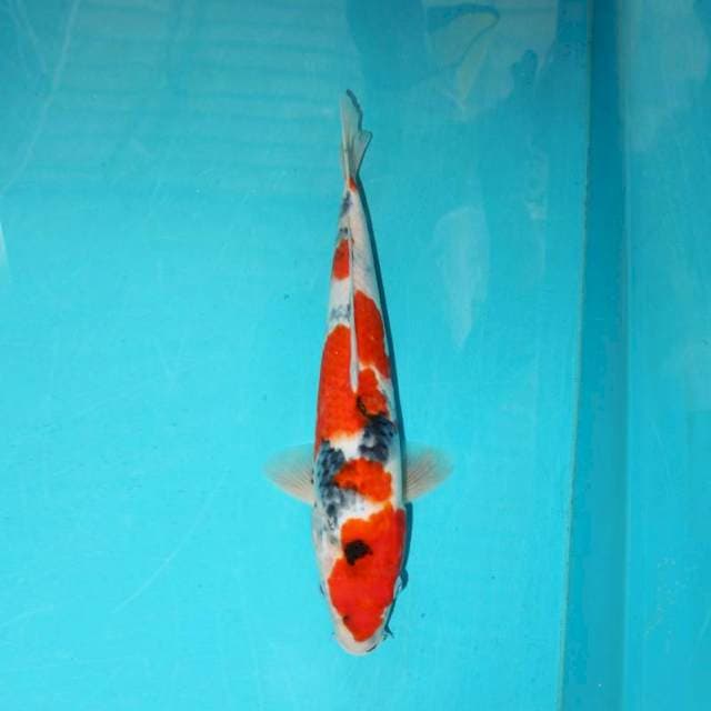Showa 35 cm
