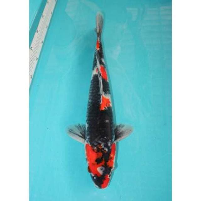 Showa 39 cm