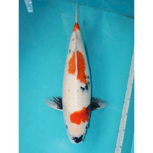 Showa 51 cm