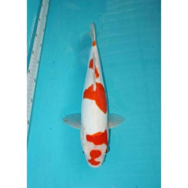 DOITSU KOHAKU 34 CM
