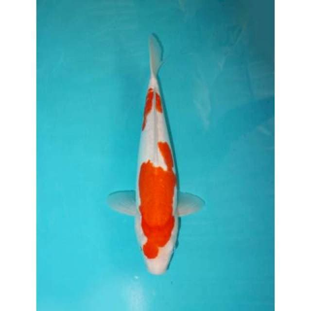 DOITSU KOHAKU 34 CM