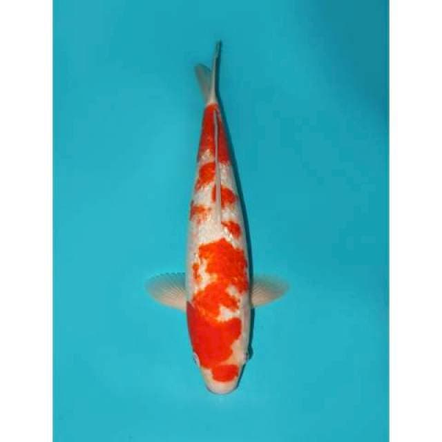 KANOKO KOHAKU GINRIN 37 CM