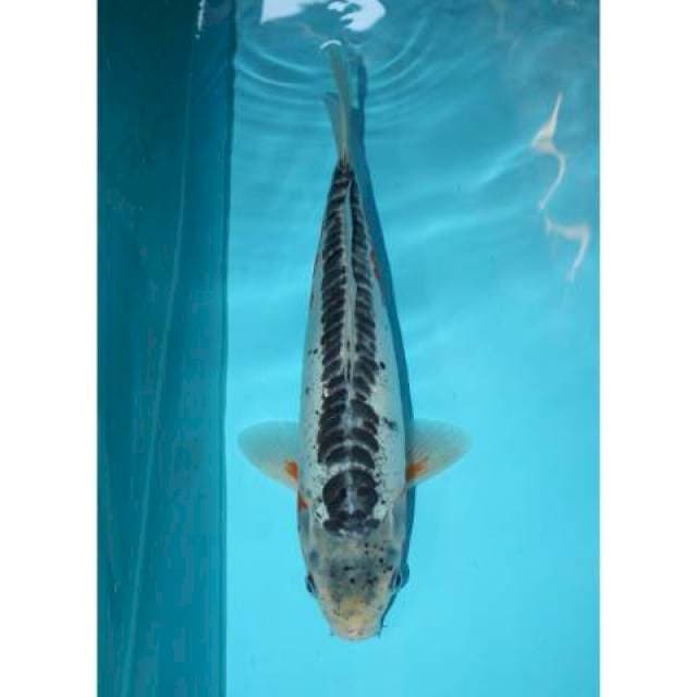 SHUSUI 32 CM