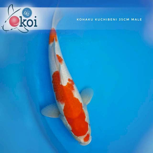 Kohaku kuchibeni
