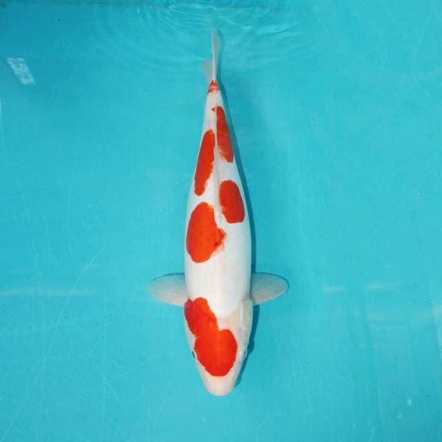 Doitsu 38 cm