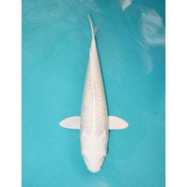 PLATINUM 34 CM