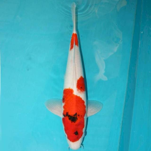 TATEGOI SHOWA 40 CM