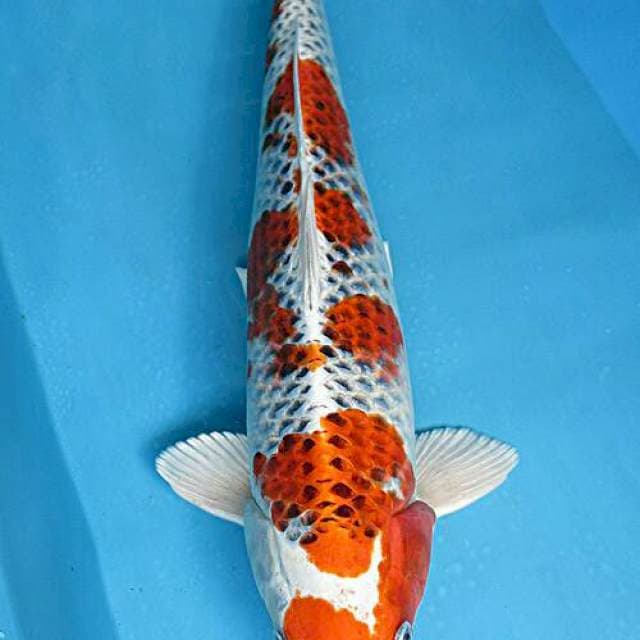 Kojaku male ±45cm