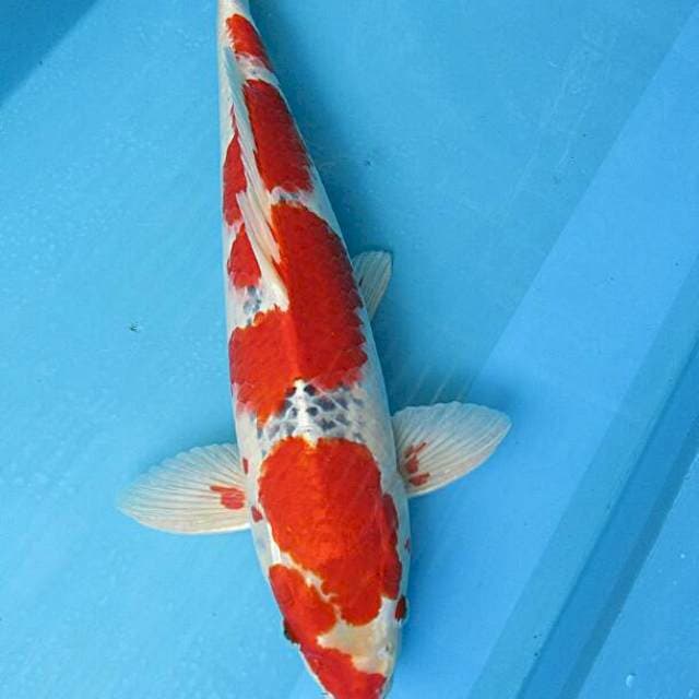 Goshiki ±48cm