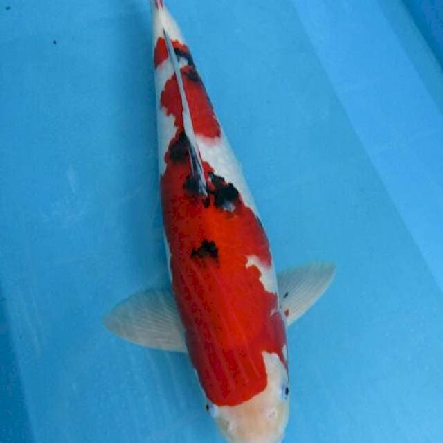 Sanke male stronge ±45cm