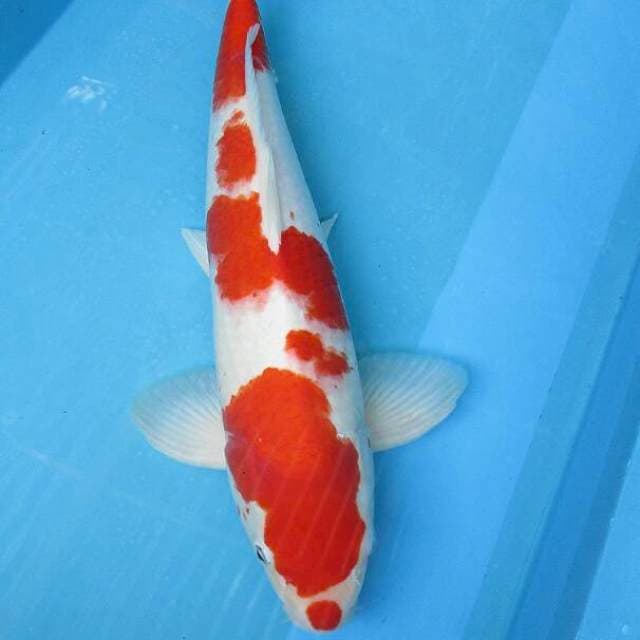 Kohaku male ±47cm