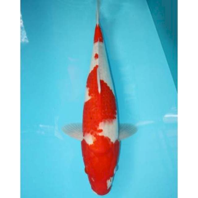 Kohaku 48 cm