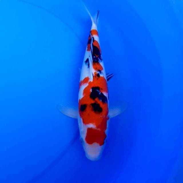 Sanke 32 cm