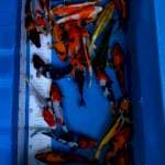 Paket mix 23ekor