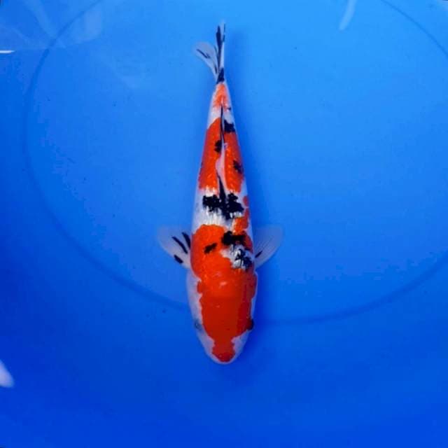 Sanke ginrin 31 cm