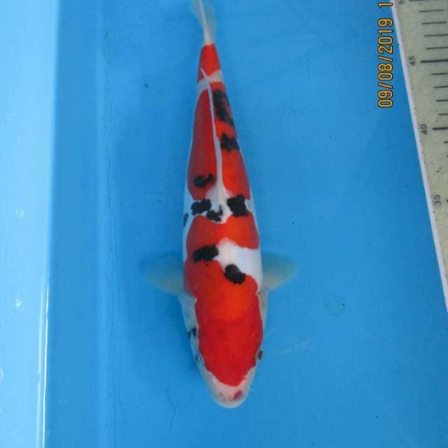 Inazami doitsu25cm
