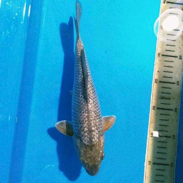 TJ004 SoraGin Pemanis Kolam