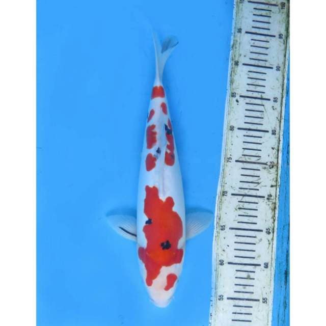 Sanke Doitsu Murni ,38cm