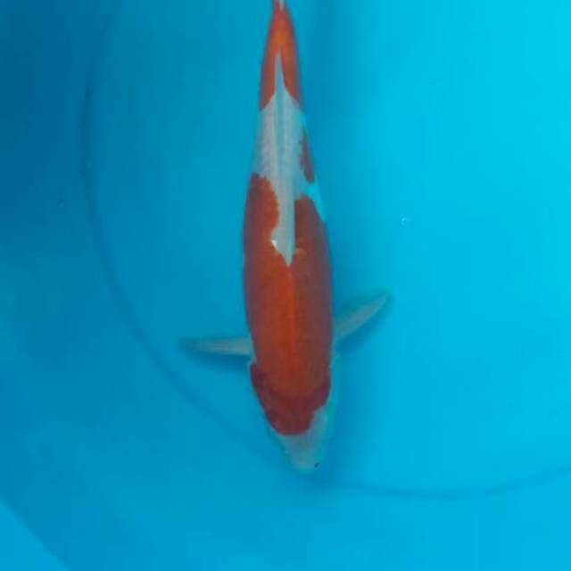 Kohaku doits