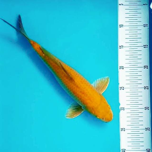 4. Midorigoi #33cm