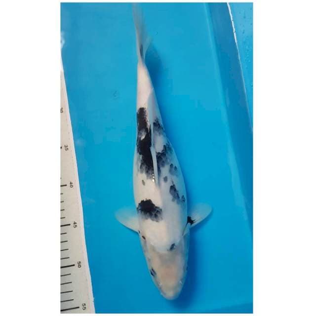 SHIRO 35cm FEMALE