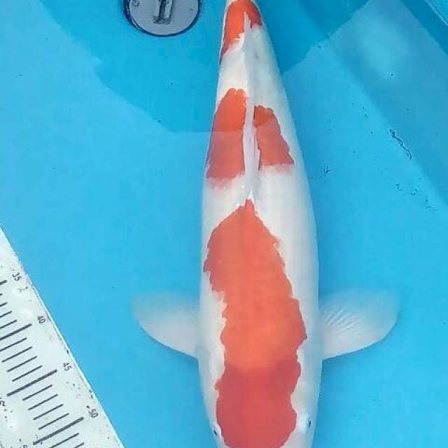 SPESIAL KOHAKU JUMBO 64 CM