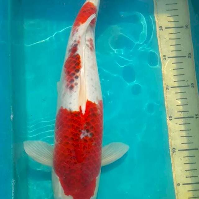 goromo asagi 45 cm. jantan