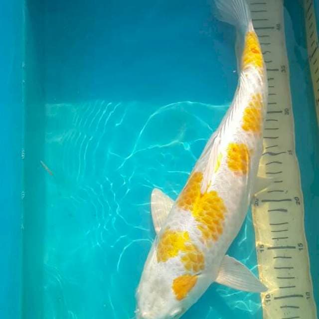 hariwake jantan . 41 cm