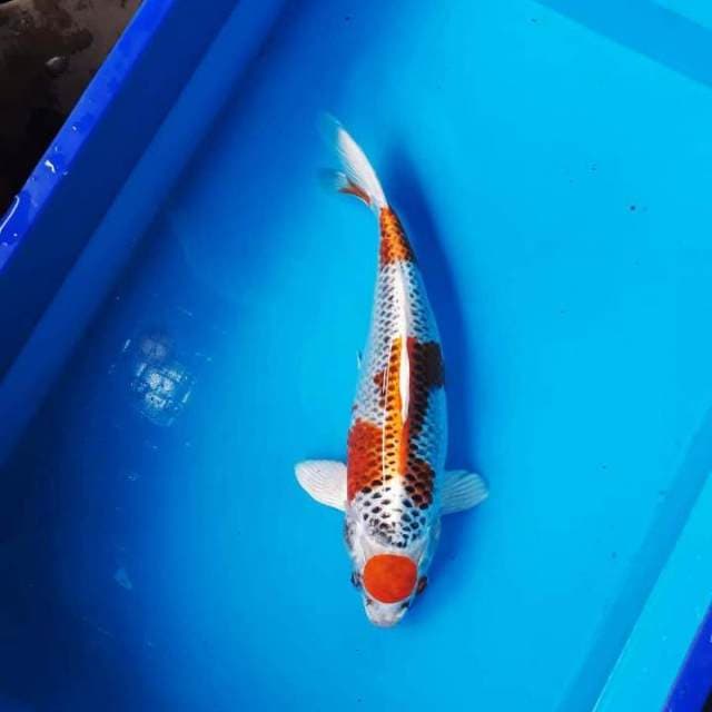 M.KUJAKU JUMBO