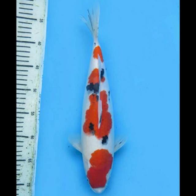 Good Quality Sanke - 38cm