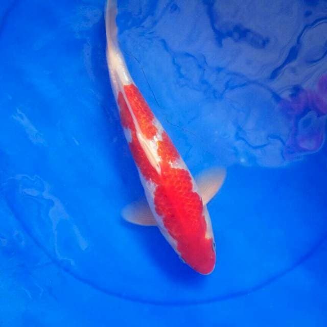 Kohaku gingrin juooooz