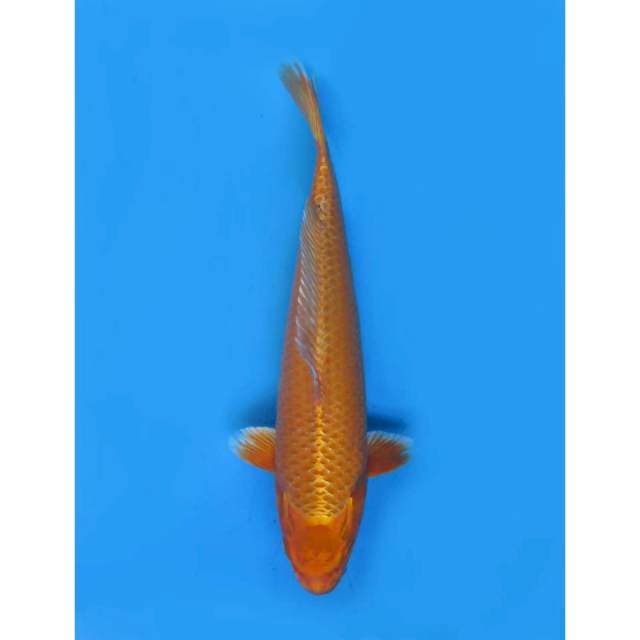 Orenji Jumbo No Bocor , 40cm
