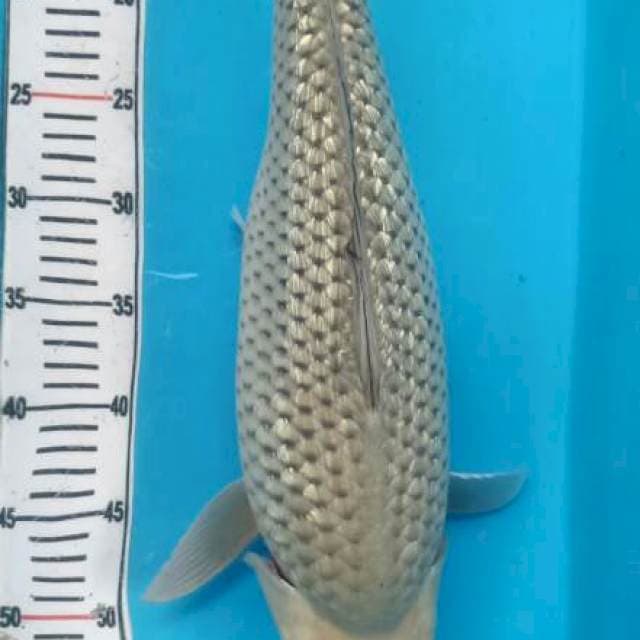 Soragoi Punuk Onta