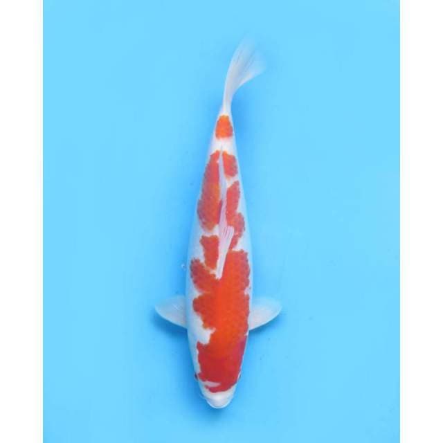 F1 kohaku prospek ,39Cm