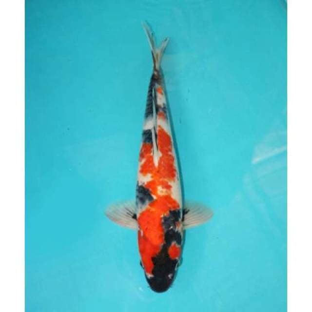 SHOWA 35 CM