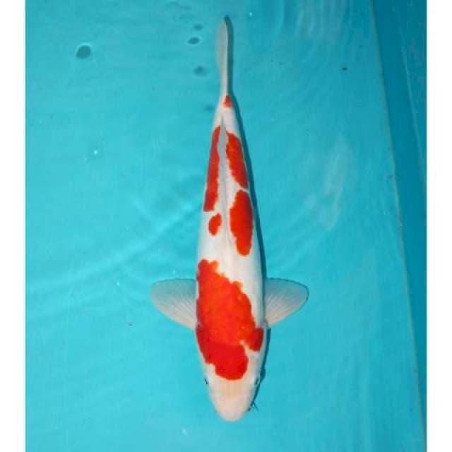 DOITSU KOHAKU 36 CM