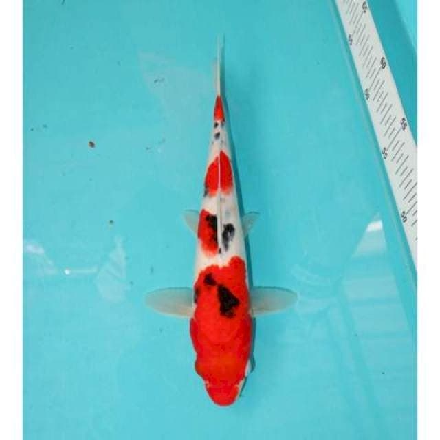 SANKE 26 CM