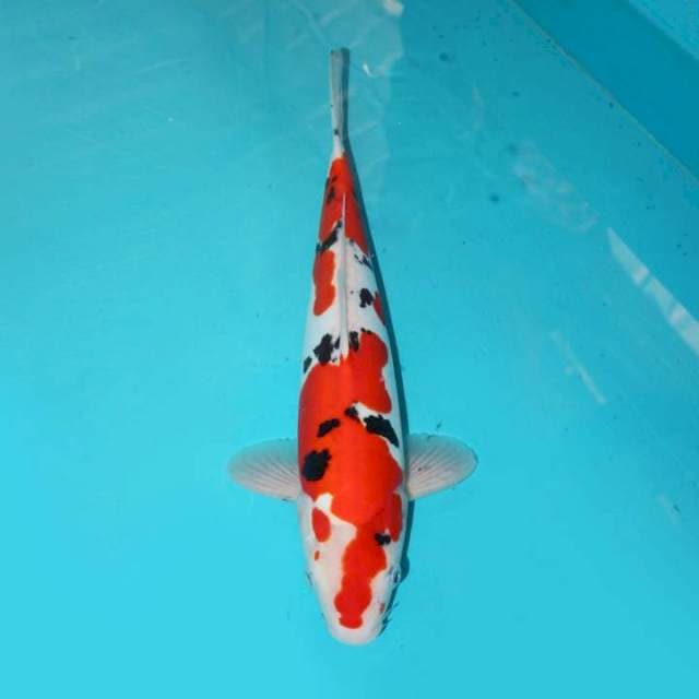 SANKE DOITSU 33 CM